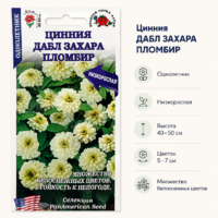 Цинния Дабл Захара Пломбир низкорослая, кустистая