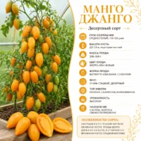 Томат Манго Джанго оранжевый вкусный