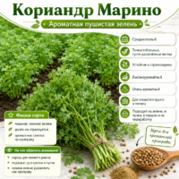 Кориандр Марино