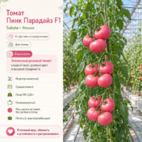 Томат Пинк Парадайс F1 розовый крупный очень вкусный томат