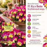 Виола F1 ампельная КУЛ ВЭЙВ Клубничный вихрь