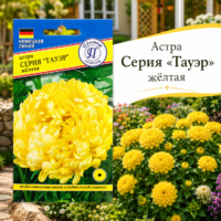 Астра Тауэр Жёлтая пионовидная