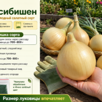 Лук Эксибишен (салатный, гигантские луковицы до 1 кг)