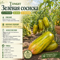 Томат Зеленая сосиска среднеранний полосатый