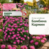 Астра китайская Бамбина Кармин низкорослая