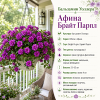 Бальзамин Уоллера полумахровый Афина Брайт парпл