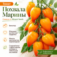 Томат Похвала Марины — среднеспелый индетерминантный сорт. Плоды в форме вытянутого сердечка, двухцветные: золотисто-жёлтые с алым румянцем. Масса 80–150 г (до 200 г). Мякоть нежная, маслянистая, вкус сладкий с фруктовыми нотками. Для теплиц