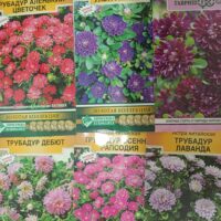 Астра Трубадур — мощная кустовая астра для букета