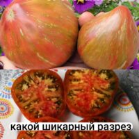 Томат Вишневые Полосы от Сааковой