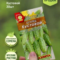 Огурцы Кустовой растут кустом кустовые