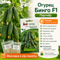 Огурцы Бинго F1 ранний пучковый