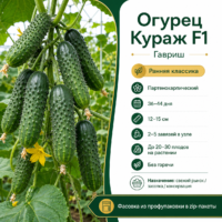 Огурцы Кураж F1 ранний урожайный универсальный (пучковый)