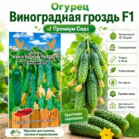Огурец Виноградная гроздь F1 (пучковый, до 10 завязей в узле)