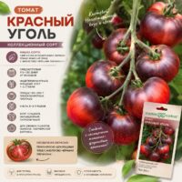 Томат Красный уголь (чёрно-красный, крупноплодный, необыкновенный вкус)